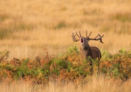 red deer