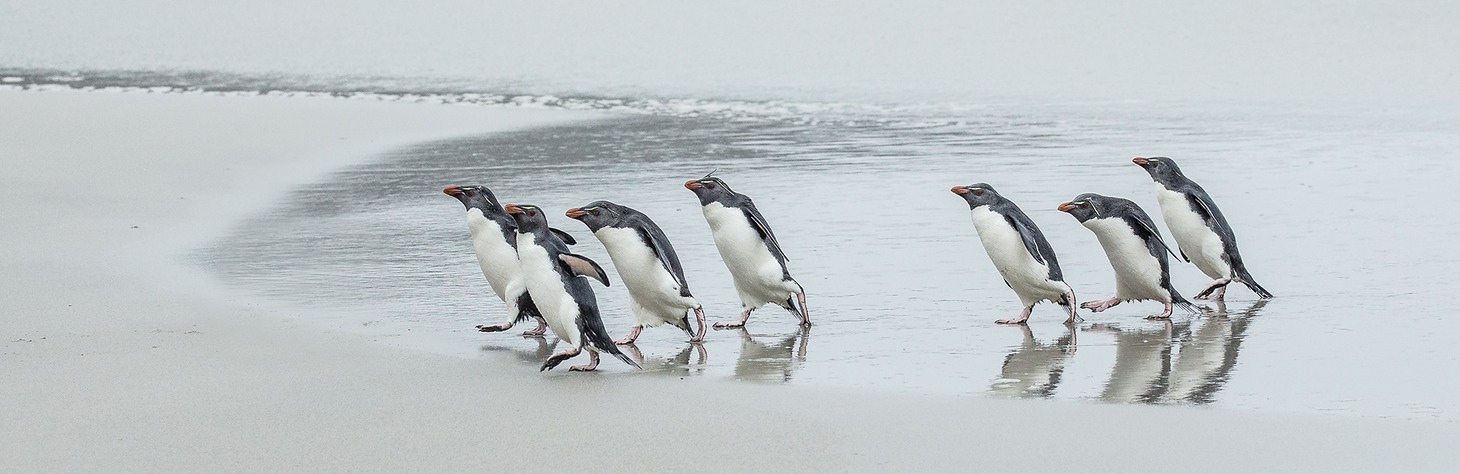 southern rockhopper penguin