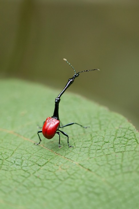 giraffe necked weevil