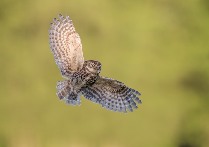 little owl