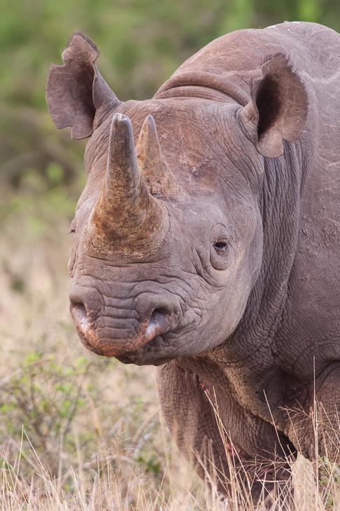 black rhino