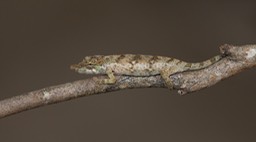 nose horned chameleon