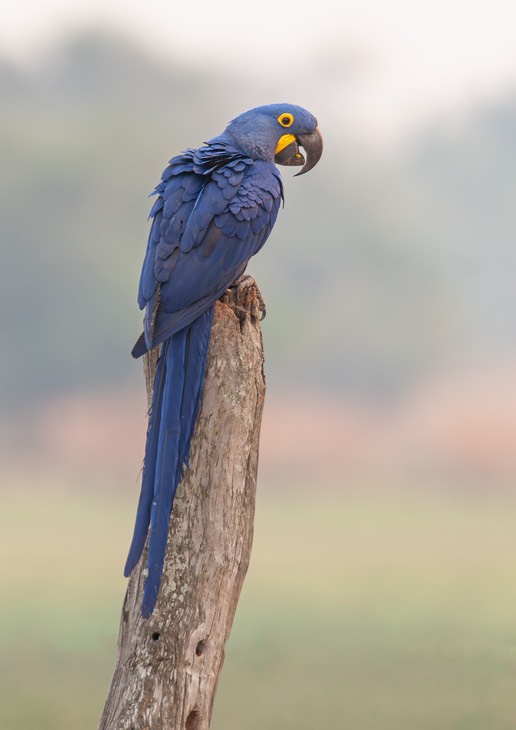 hyacinth macaw