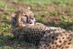 cheetah