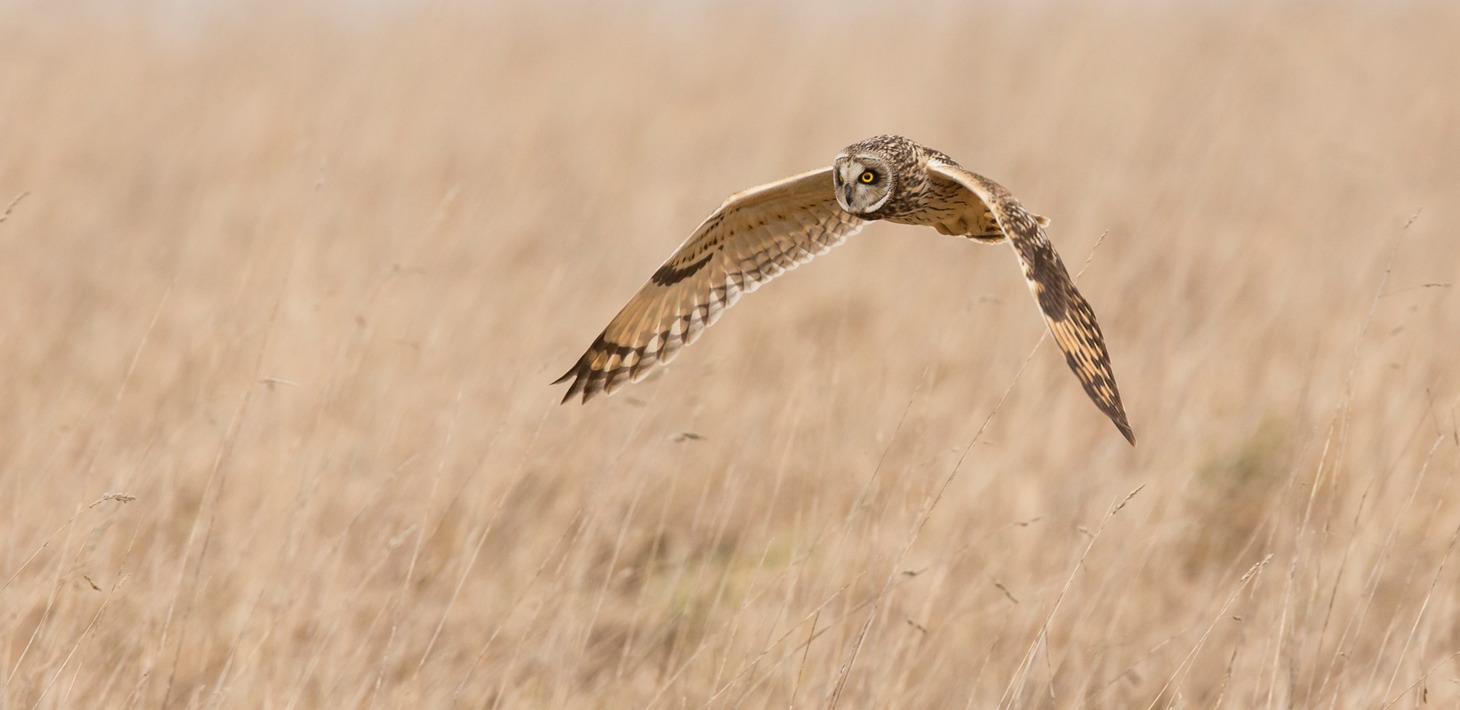 short eared owl