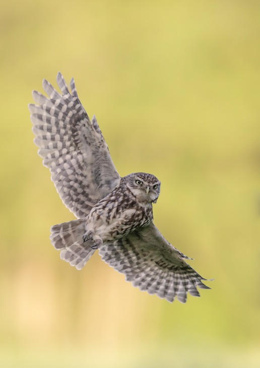 little owl