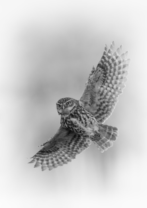 little owl