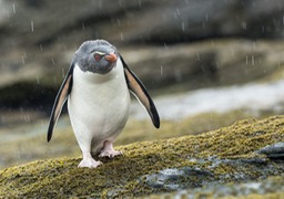 southern rockhopper penguin