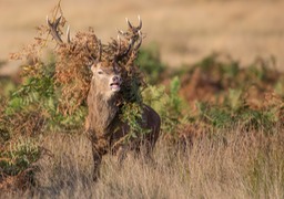 red deer