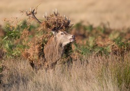 red deer