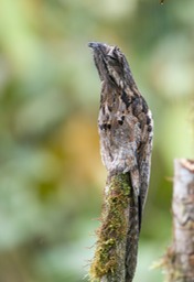 common potoo