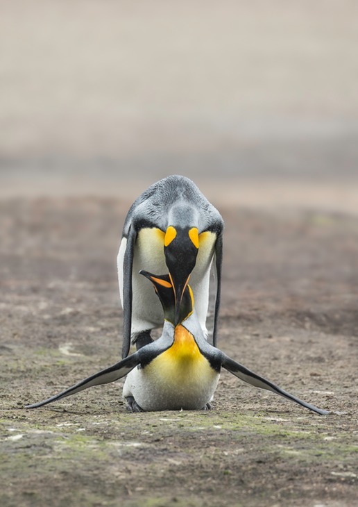 king penguin