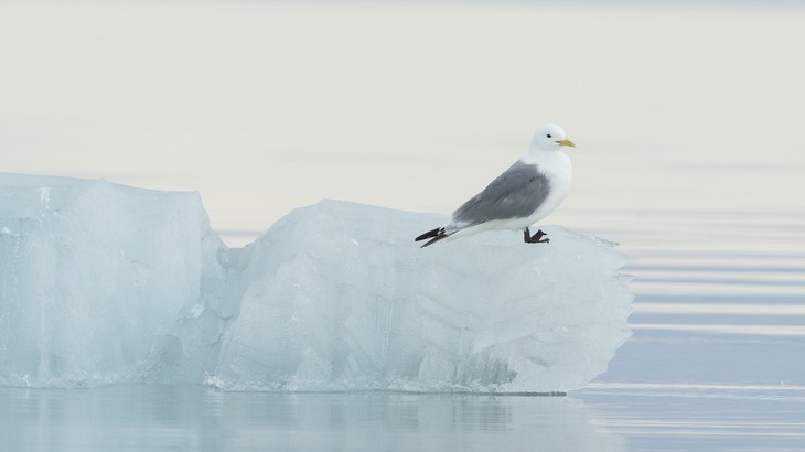 kittiwake