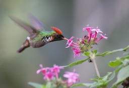 frilled coquette