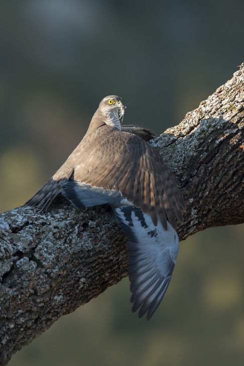 sparrowhawk