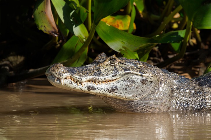 caiman