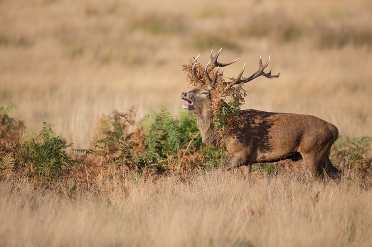 red deer