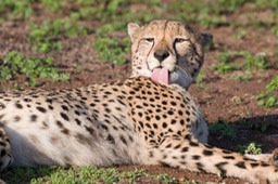 cheetah