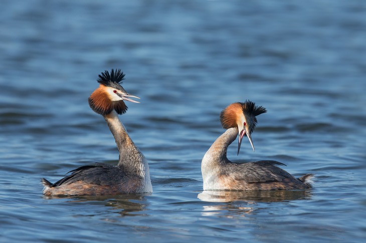 great crested grebe