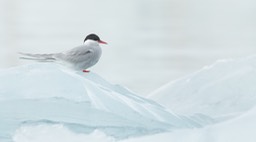 arctic tern