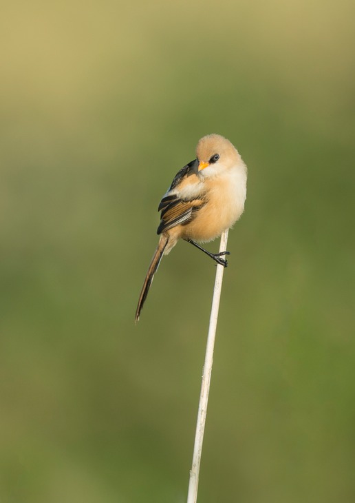 bearded reedling