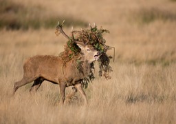 red deer