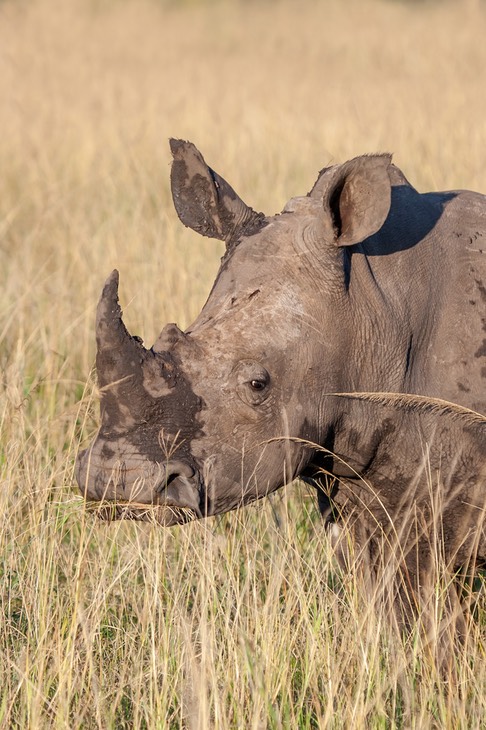 white rhino