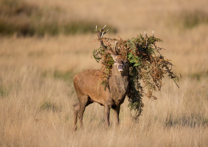 red deer