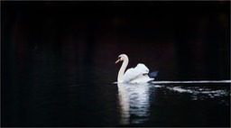 mute swan