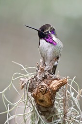 costa's hummingbird