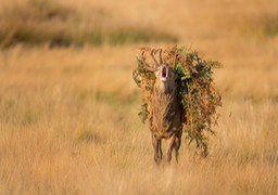 red deer