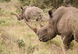 white rhino