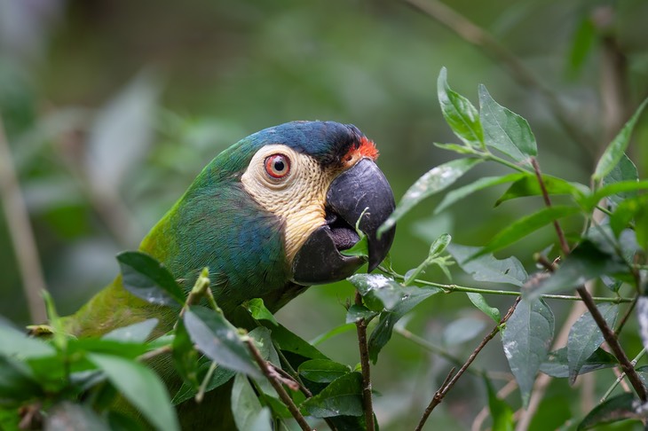 blue winged macaw