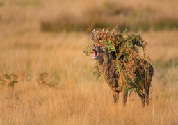 red deer