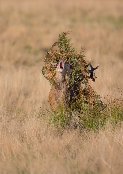 red deer