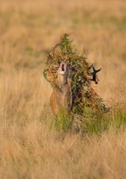 red deer