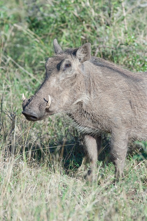 warthog