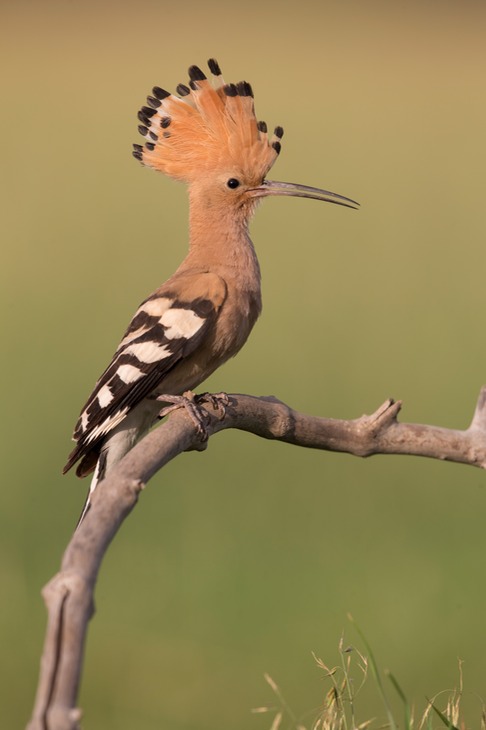 hoopoe