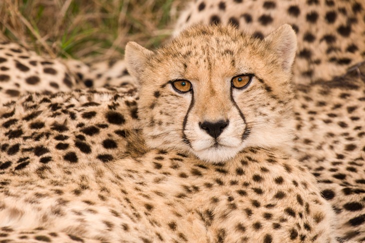 cheetah