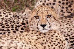 cheetah