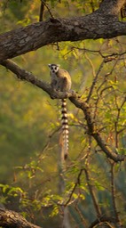 ring tailed lemur