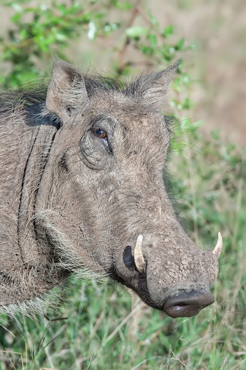 warthog