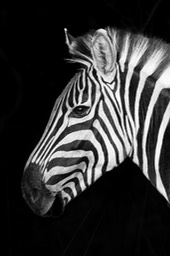 zebra