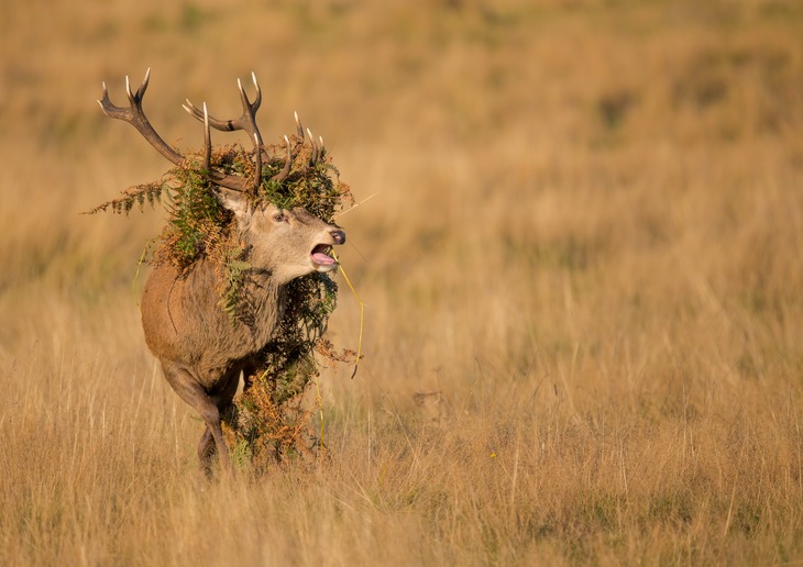 red deer