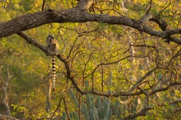 ring tailed lemur