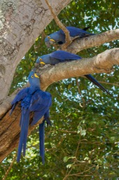 hyacinth macaw