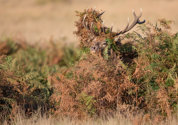 red deer