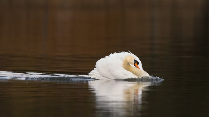 mute swan