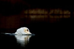 mute swan