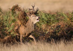 red deer